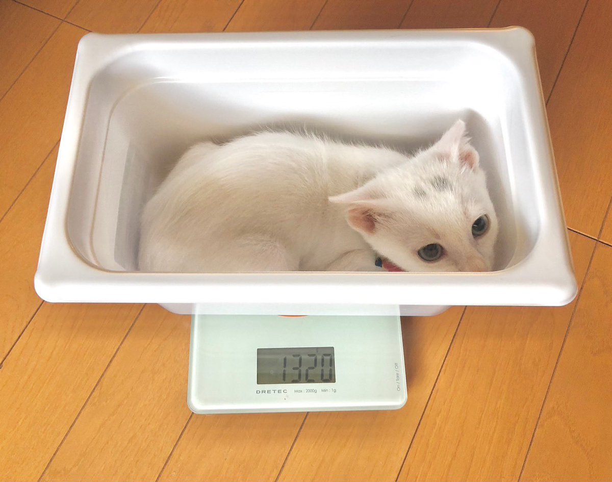 8月が終わってしまいました。
子猫と出会って1ヶ月半。初めて体重を測ったときは263gでしたが、今日測ったら1320gになっていました。大きくなったなぁ。

#子猫
#保護猫
#kitten 
#kitty
#whitekitten
#whitekitty