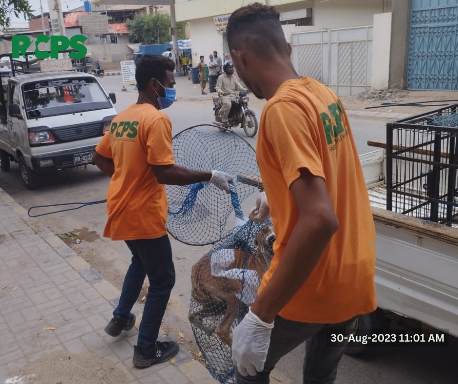 RCPSindh's tweet photo. Day 447 ~ ✅ Catch ✅ Vaccinate ✅ Collar ✅ Mark ✅ Record

 📍 Gizri Block 6 Clifton, District South, Karachi.
📍 Ayub Goth Saba Cinema Mill, District East, Karachi.
📍 Liaqatabad No. 10 Al Karam Square opposite Sindh Government Hospital , District Central, Karachi. https://t.co/JI9h94GozJ