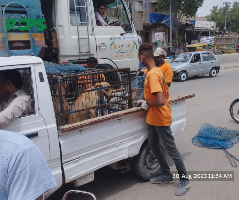 RCPSindh's tweet photo. Day 447 ~ ✅ Catch ✅ Vaccinate ✅ Collar ✅ Mark ✅ Record

 📍 Gizri Block 6 Clifton, District South, Karachi.
📍 Ayub Goth Saba Cinema Mill, District East, Karachi.
📍 Liaqatabad No. 10 Al Karam Square opposite Sindh Government Hospital , District Central, Karachi. https://t.co/JI9h94GozJ