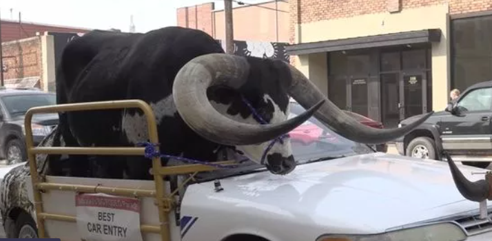 Man pulled over by Police for transporting a bull in a saloon car. What's the problem? #wtf