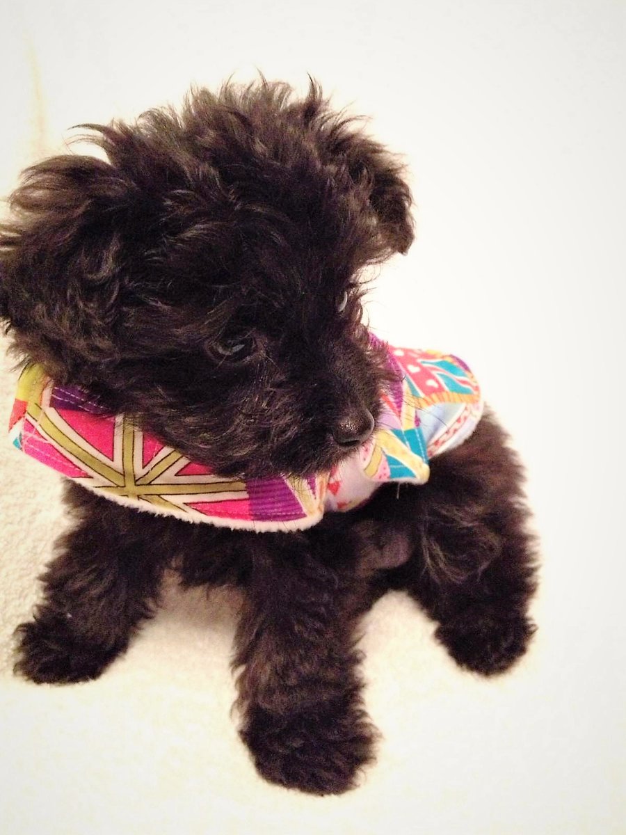 TheLittleFabricShop tweet media