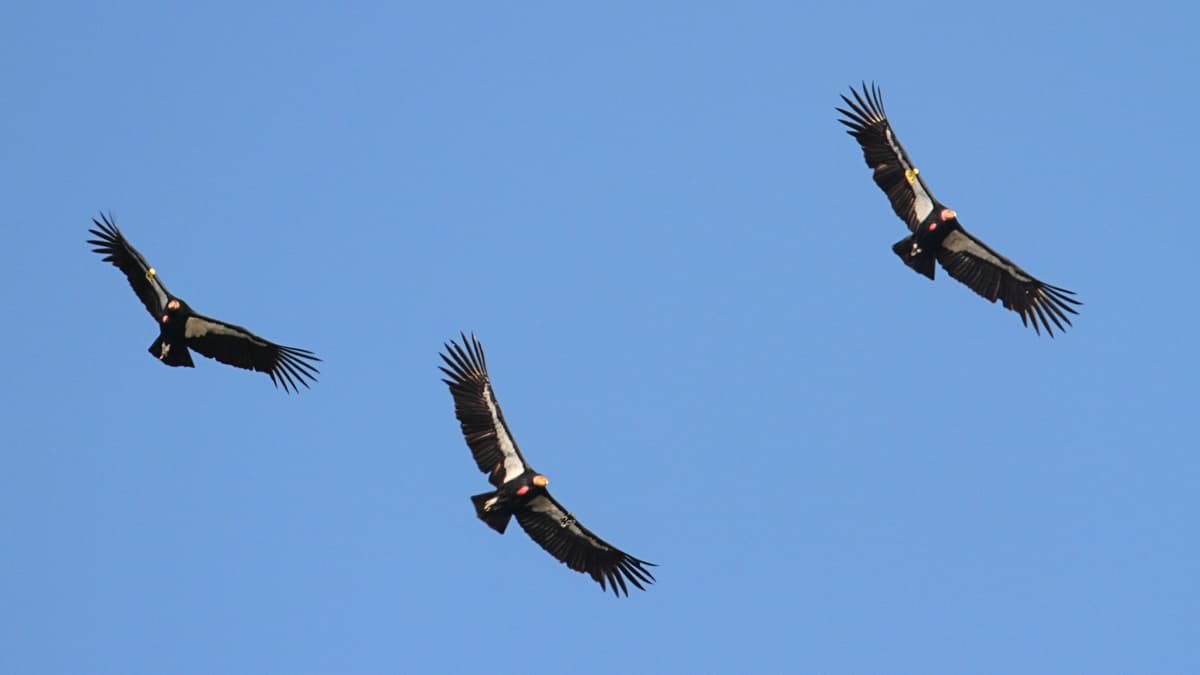 Es gibt endlich einen Impfstoff gegen die #Vogelgrippe . Wird er die weitere Ausbreitung der Seuche verhindern können? @buddepiept über erste Tests an kalifornischen Geiern und (noch ziemlich viele) offene Fragen. @riffreporter riffreporter.de/de/umwelt/voge…