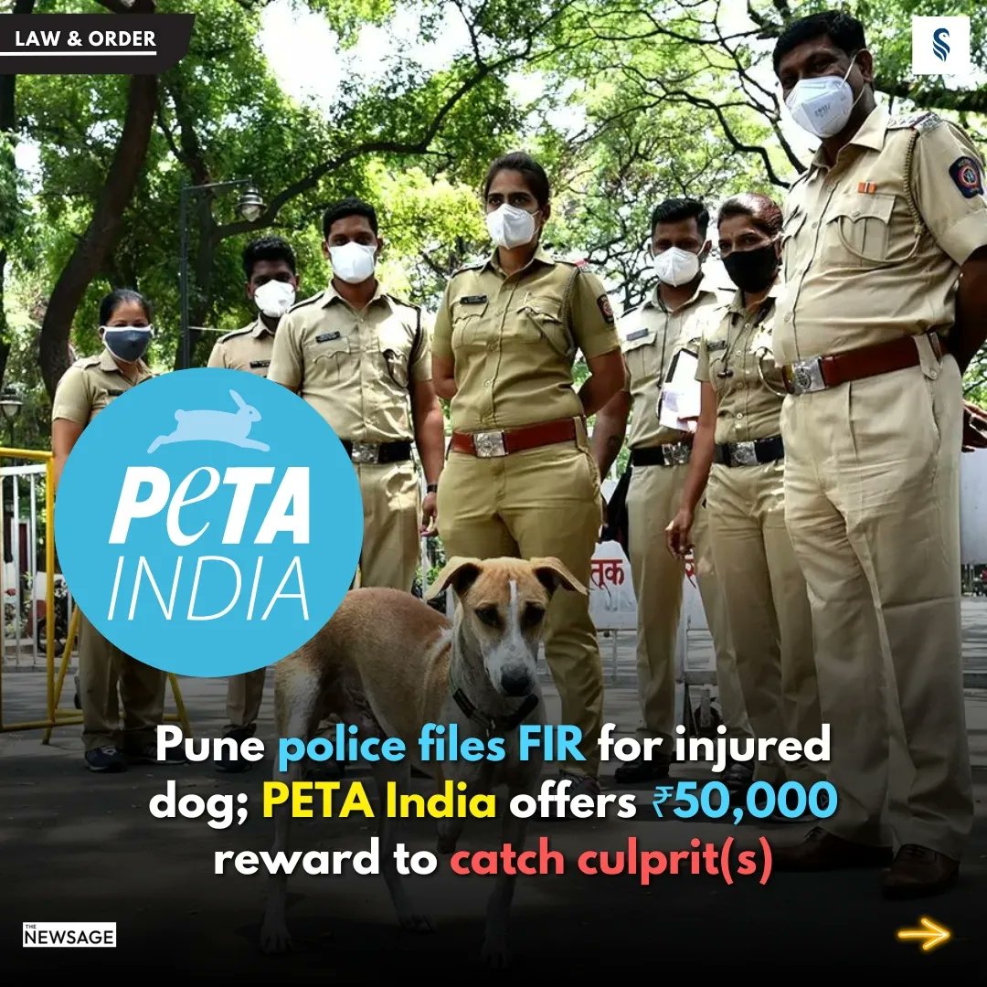 Thenewsagepune's tweet image. पुणे पोलिसांनी जखमी कुत्र्यासाठी गुन्हा दाखल केला; पेटा इंडियाचे दोषीला पकडण्यासाठी बक्षीस जाहीर
.
.
#petaindia #dogsofpune #paudroad #flameuniversity #punepolice #communitydog #newsagepune