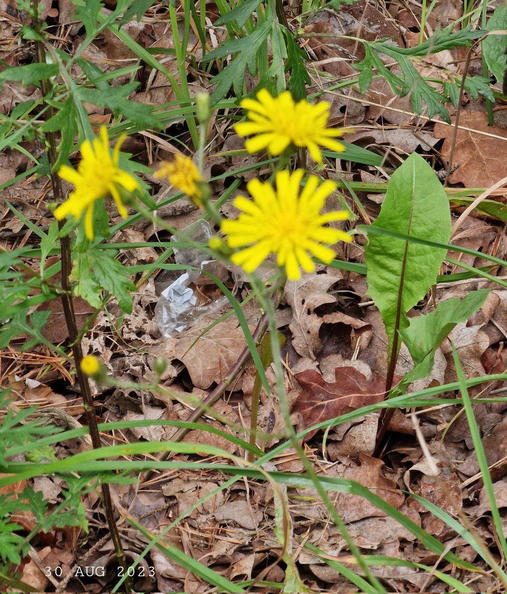 IDadzkov's tweet photo. Autumn hawkbit. Höstfibbla.
Кульбаба осенняя.
#nature #flowers #WildFlowers 
#AutumnHawkbit #höstfibbla 
#FlowersPhoto #WildFlowersPhoto https://t.co/ID2k39v8dN