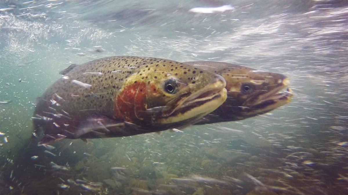 WaterWatchofOR's tweet photo. #Azalea resident nails it: "The river belongs to all of us. But 156 property owners have arrogated to themselves the right to create a lake on which to water ski while #Salmon and #Steelhead, seeking their natal waters, die and never spawn." #WinchesterDam https://t.co/R5G2LEDVlO https://t.co/8uvmbz5xLG