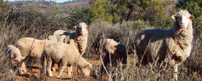 Stephan Leu (@stephanleu) on Twitter photo We ran an experiment with our sheep in the drought-stricken Australian outback and found that movement and space use changes with the level of environmental uncertainty. Great teamwork, led by Sarah Bartsch. Details in the preprint: biorxiv.org/content/10.110… We ran an experiment with our sheep in the drought-stricken Australian outback and found that movement and space use changes with the level of environmental uncertainty. Great teamwork, led by Sarah Bartsch. Details in the preprint: biorxiv.org/content/10.110…