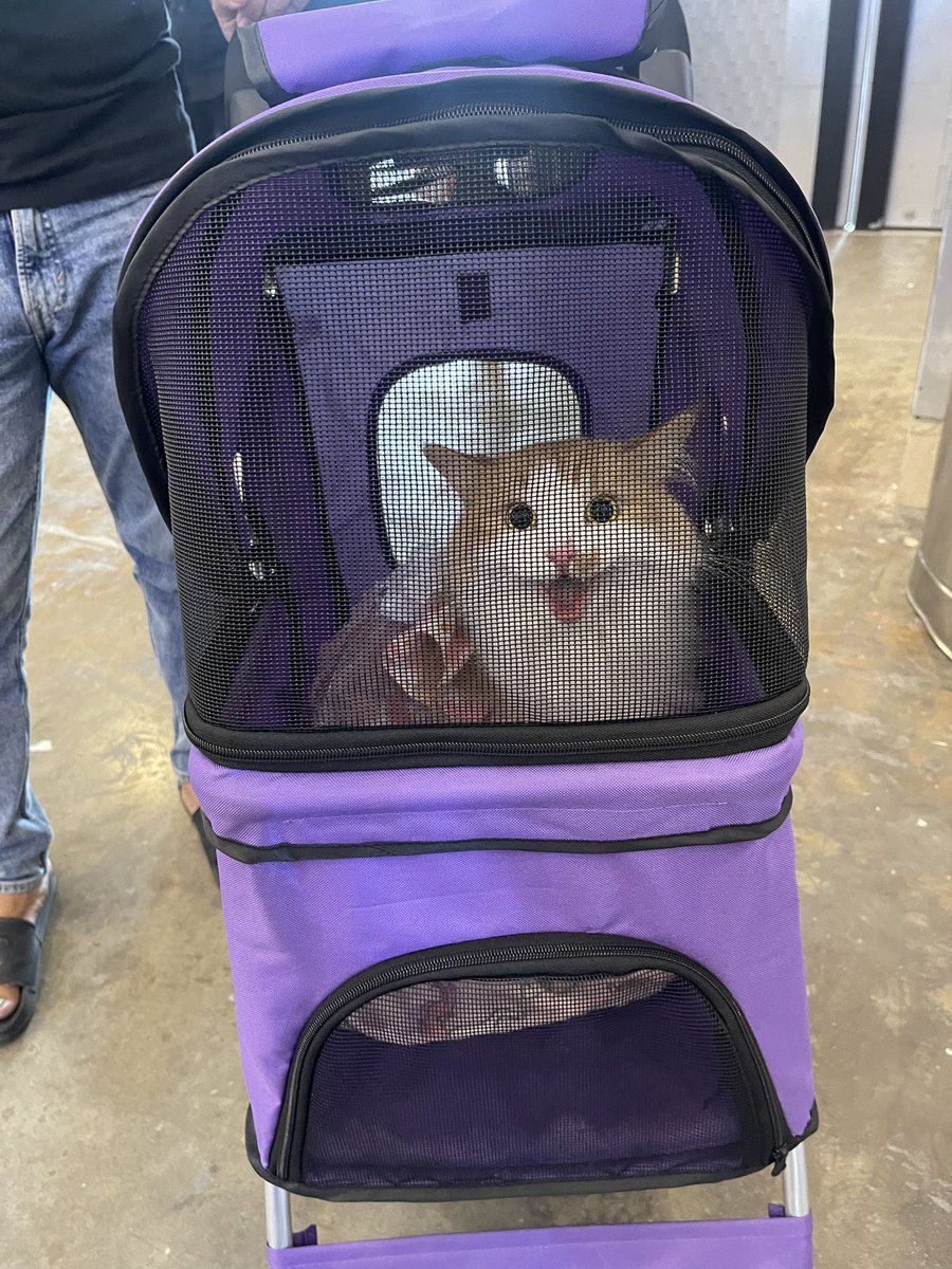 halo aku kucing tweet media