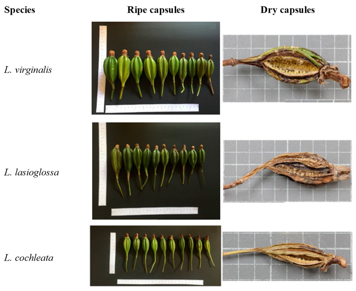 SeedsMdpi's tweet photo. ✨New Article @SeedsMdpi : #Seed Morphology of Three Neotropical #Orchid Species of the Lycaste Genus, by Alejandra Alfaro Pinto, Andrea Clavijo McCormick, et al.
https://t.co/1XgT8zbdiW https://t.co/xdUc9Pmb7I