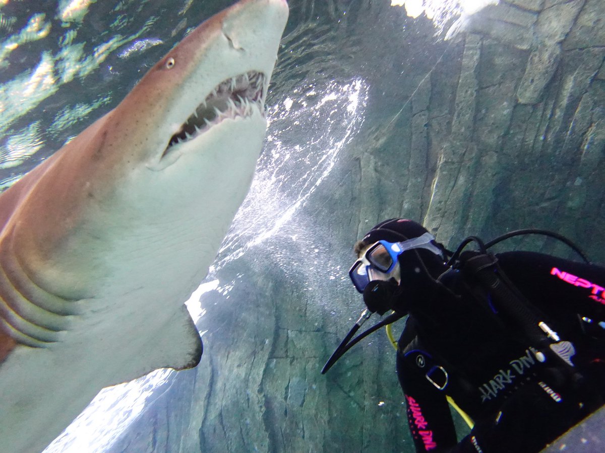 NomadNarrator's tweet image. Diving in the Sydney Aquarium, getting a little too close to things with too many teeth 😬

#travel #adventure #Discover #explore #Australia #Sydney