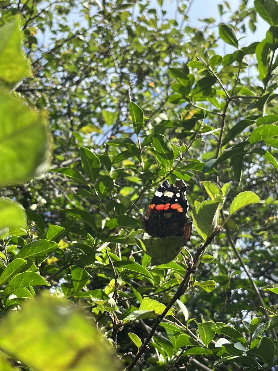 yourgirlnature's tweet image. just saw the biggest red admiral in the garden 😍😍 what an absolute stunner! hello september!! 

@BC_Lancs @savebutterflies 
#TwitterNatureCommunity #September1st #FlutterbyFriday #Insects