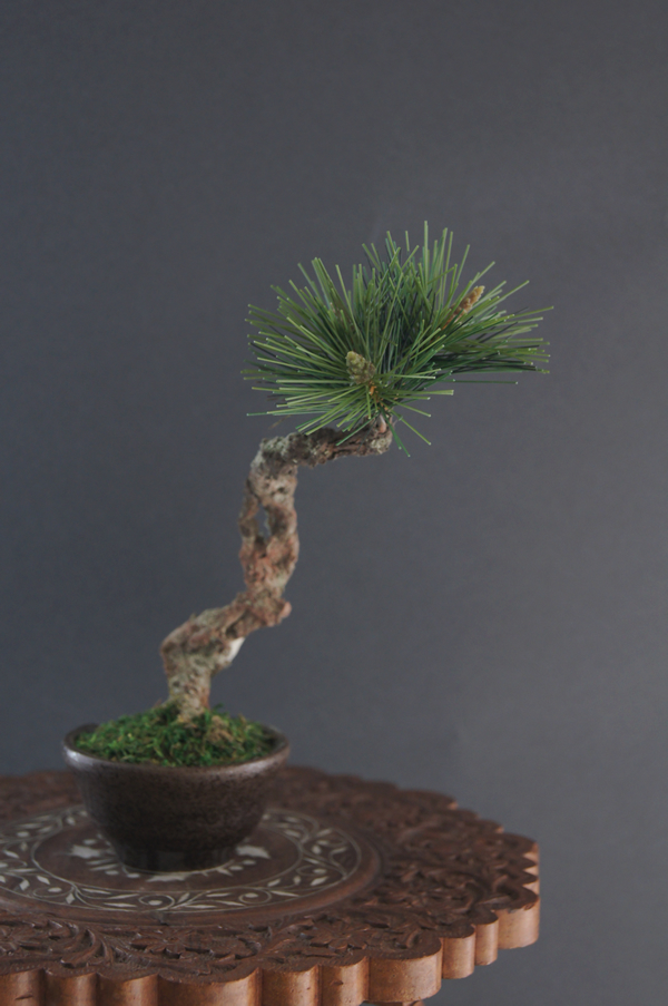 Oh_Bonsai's tweet photo. ９月初日にこんばんは★
今日も手のひらサイズの松の #アート盆栽 のご紹介。
Bonsai made of clay, paper and wire all by hand. International shipping &amp; rental in Tokyo and Yokohama available.Showroom in Akasaka,Tokyo.

https://t.co/O6qPP3n49j
#bonsai  #japan #盆栽 #クラフト #レンタル https://t.co/yL0quUNKgg