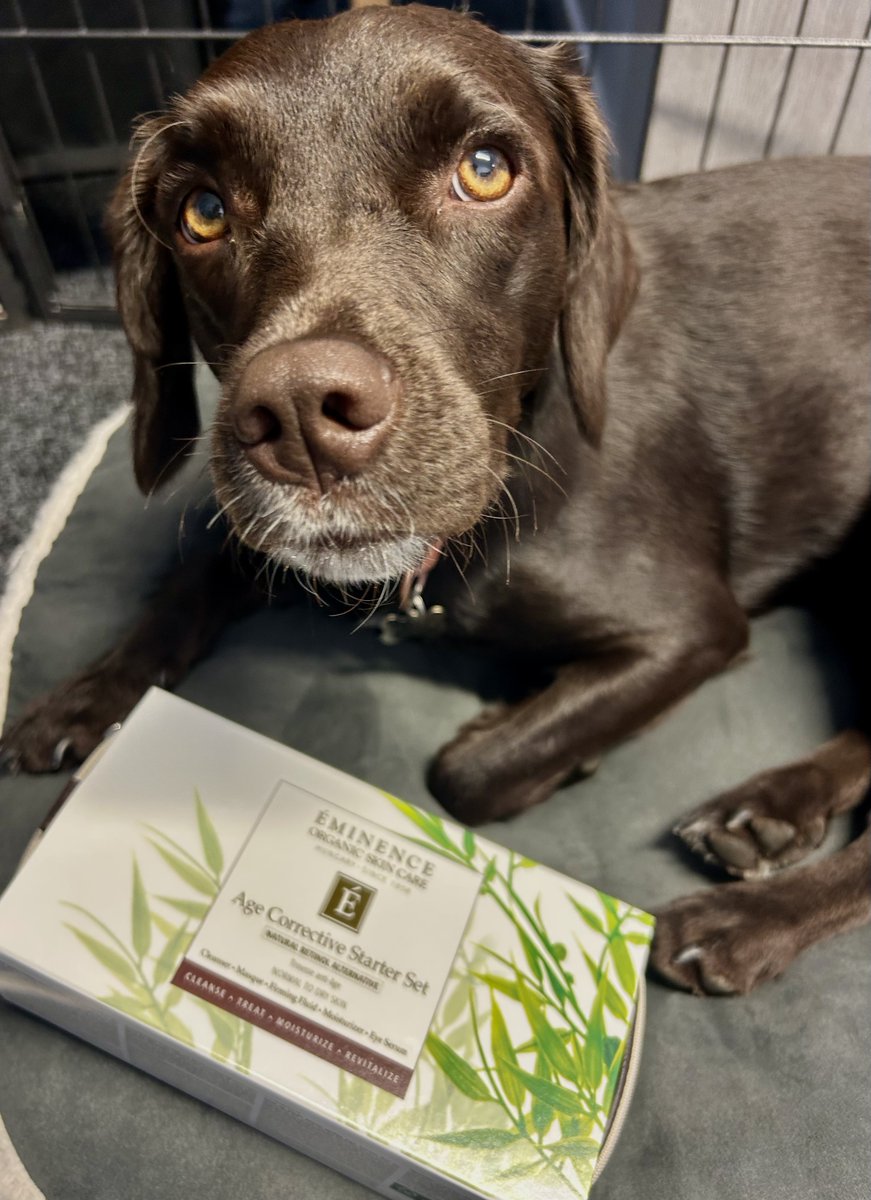 TheSkinsmith's tweet photo. Our Friday Skincare Tip this week is to simply find a cute puppy and let them showcase your favourite products. I think our Maple is ready for the weekend now!
#eminenceorganicskincare #maple #springador #skincaretips #puppies #cutepuppies #organicskincare #eminenceorganicsuk https://t.co/vl713sLJYT