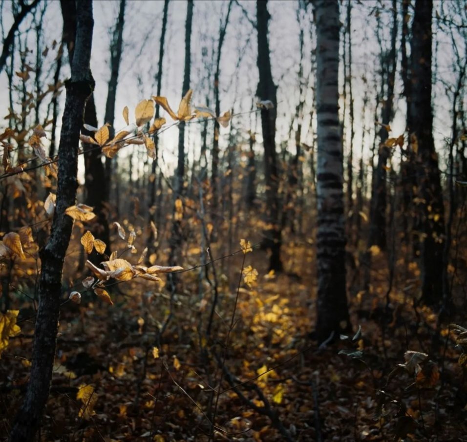 Guarda settembre come ti apre il bosco
e sovrasta il tuo desiderio.
Apri le mani, riempile con queste foglie lente
non lasciar che una sola vada perduta.
Eugenio Montejo
#TuttoUnoConLaVita