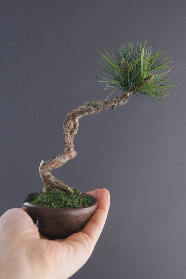 Oh_Bonsai's tweet photo. ９月初日にこんばんは★
今日も手のひらサイズの松の #アート盆栽 のご紹介。
Bonsai made of clay, paper and wire all by hand. International shipping &amp; rental in Tokyo and Yokohama available.Showroom in Akasaka,Tokyo.

https://t.co/O6qPP3n49j
#bonsai  #japan #盆栽 #クラフト #レンタル https://t.co/yL0quUNKgg