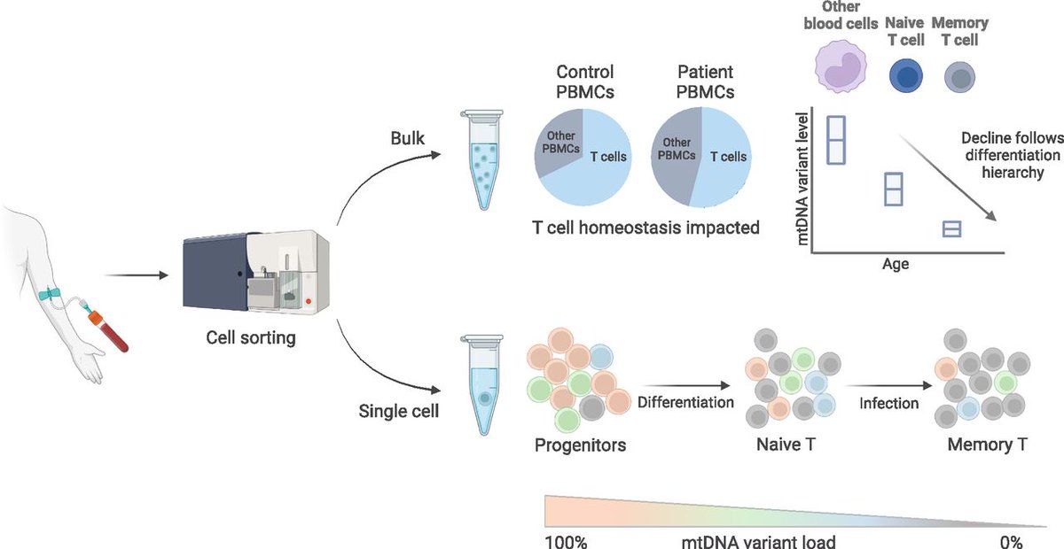 LifeScienceAlliance (@lsajournal) on Twitter photo In a cohort of 26 individuals with rare mtDNA mutations <a href="/ImogenFranklin6/">Imogen Franklin</a> @sarahjpickett et al. from <a href="/MitoResearch/">Mito Research</a>, <a href="/HI_Lab_NCL/">Haematopoiesis and Immunity Lab</a> show enhanced negative selection in T cell lineages, following the hierarchy of T-cell differentiation and maturation bit.ly/3sGyr5K In a cohort of 26 individuals with rare mtDNA mutations <a href="/ImogenFranklin6/">Imogen Franklin</a> @sarahjpickett et al. from <a href="/MitoResearch/">Mito Research</a>, <a href="/HI_Lab_NCL/">Haematopoiesis and Immunity Lab</a> show enhanced negative selection in T cell lineages, following the hierarchy of T-cell differentiation and maturation bit.ly/3sGyr5K