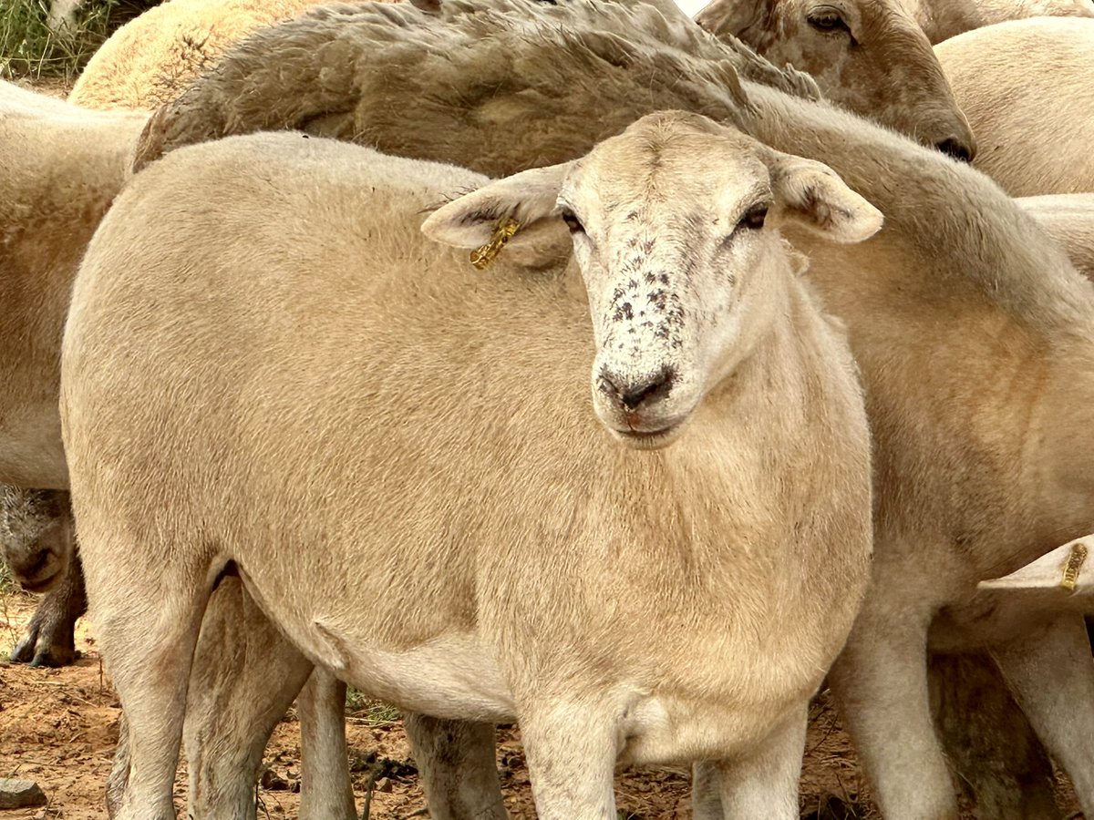 GrayFeist's tweet photo. We had a great time discussing #solargrazing & other #agrivoltaics at the #VirginiaSolarSummit Summer Shindig!
Thanks for having us!!!
@fhjess33 @graysLAMBscapin
#solar #Virginia #sheep
Photo of us on stage by Skyler Zunk at Energy Right. https://t.co/HGs5P7ydBP