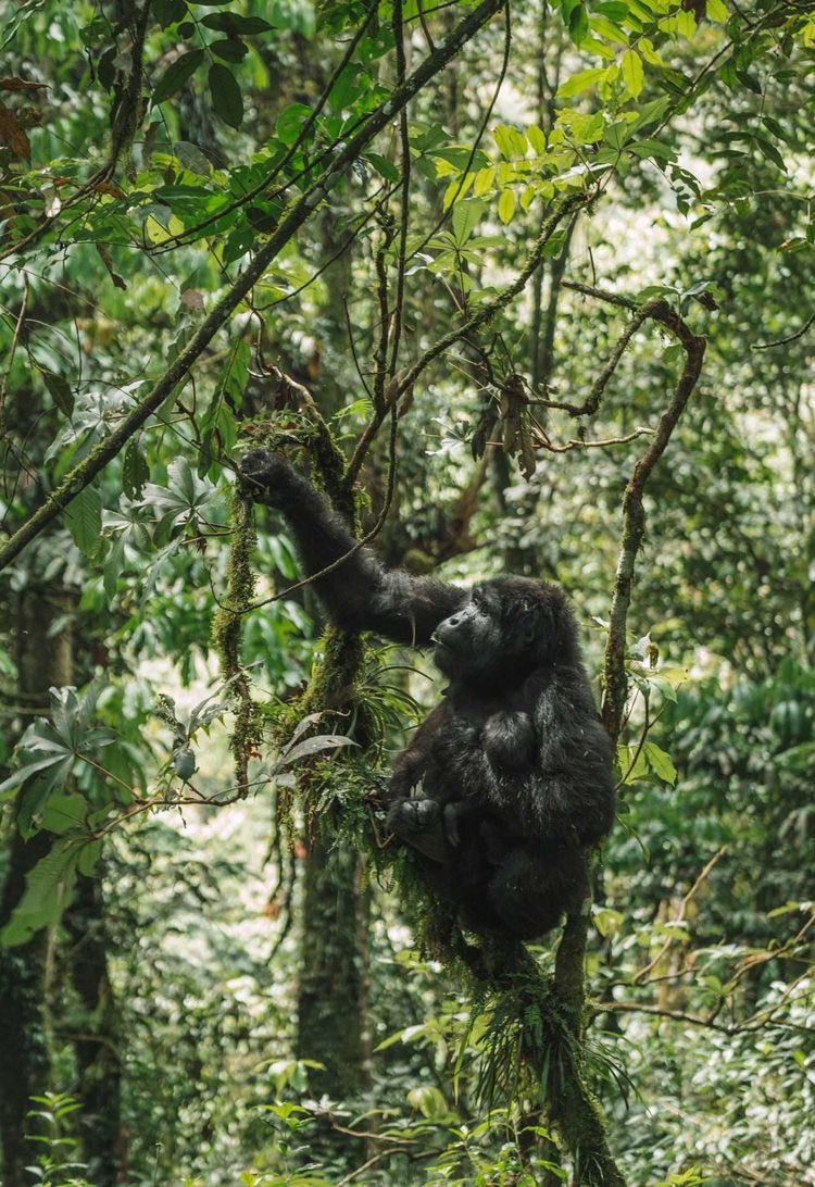 theAfricanEncos's tweet photo. Get ready to witness the captivating world of our closest cousins in their natural habitat

Join us for #ChimpTracking in Uganda for an extraordinary journey of discovery

Just email us on info@southsudantour.com

#ExploreUganda

📸 Courtesy https://t.co/J8n71VKsiU