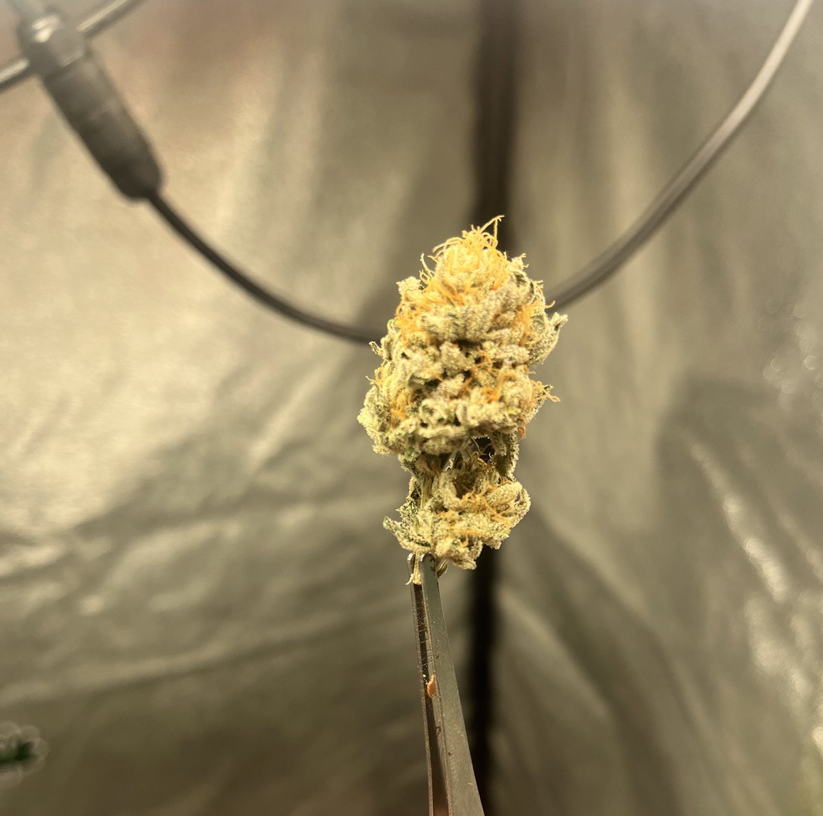 Chopped a little test branch of last week of the purple stardawg. #Mmemberville #CannabisCommunity #CannaLand #cannabisculture #420community #growyourown #cannabisgrower
