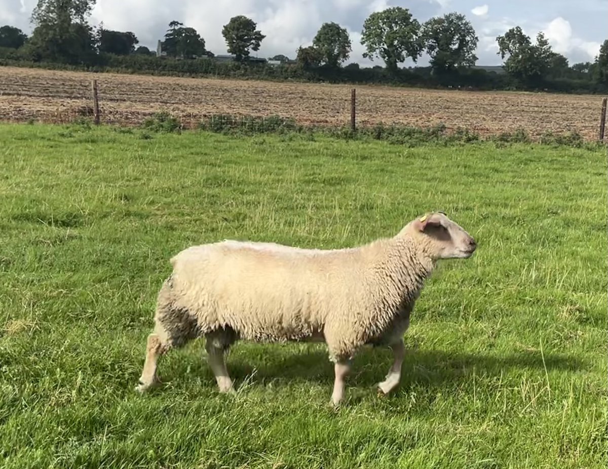 Kilconnor flock tweet media