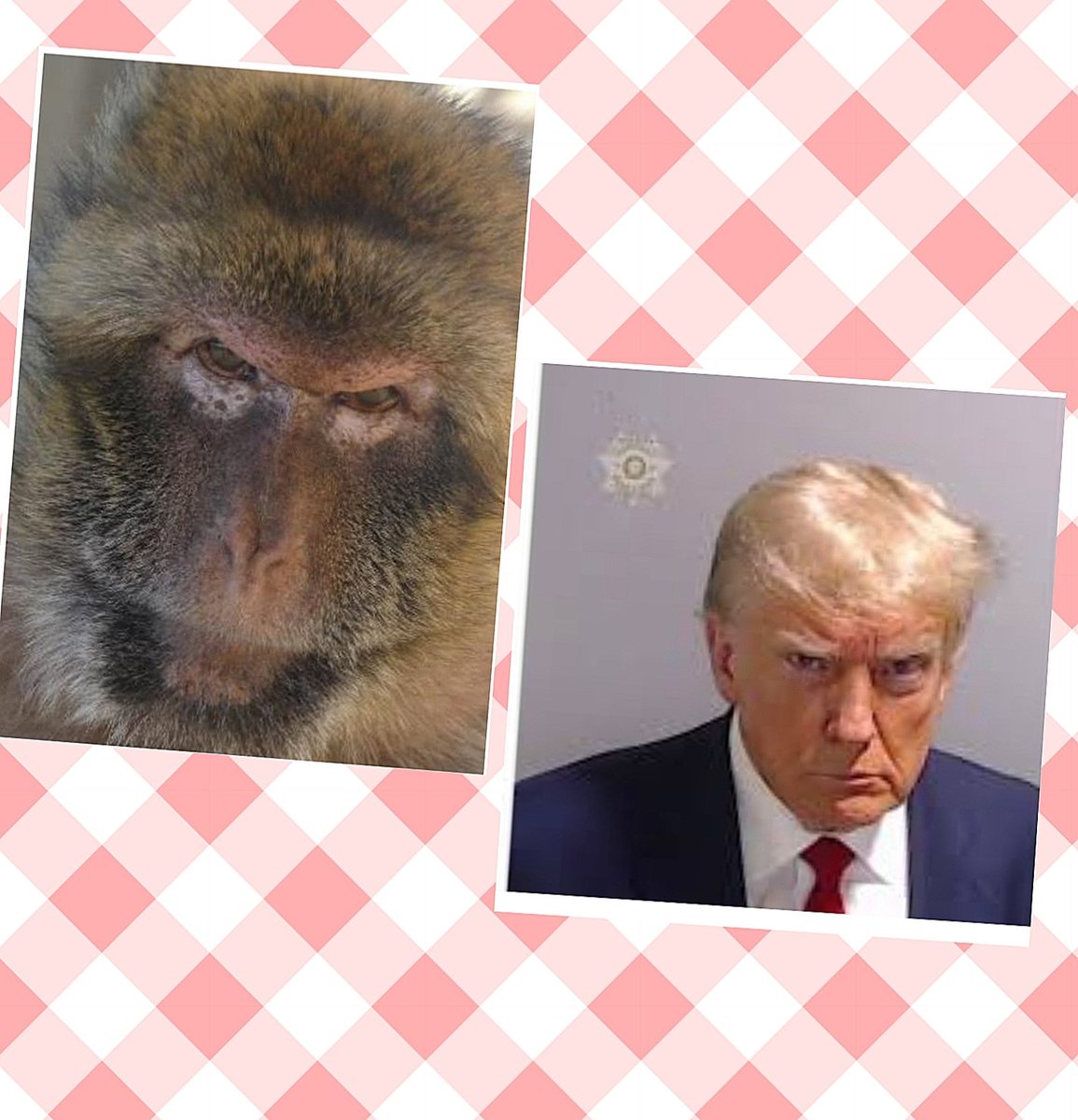 Federica Landi (@fede_anatomy) on Twitter photo Despite the evident similarities, one of the two is obviously more equipped with leadership skills...
<a href="/GibMacProj/">Gibraltar Macaques Project</a>
#gibraltar Despite the evident similarities, one of the two is obviously more equipped with leadership skills...
<a href="/GibMacProj/">Gibraltar Macaques Project</a>
#gibraltar