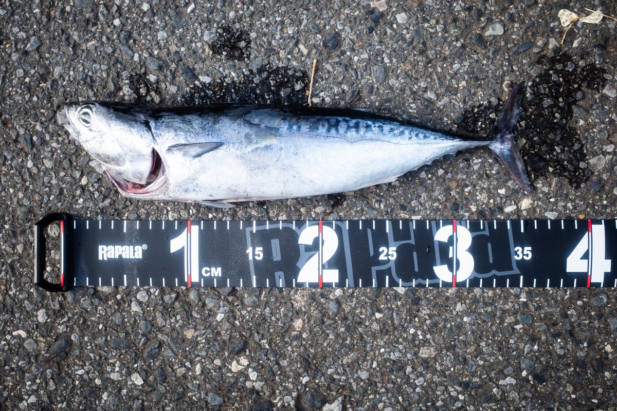 ryuyaamao's tweet photo. 夏の風物詩。ソウダガツオ。26匹。
あまりにも釣れ過ぎてもはや漁だった...🫥

#SHIMANO #STELLA #4000XG #Fishing https://t.co/3jTCQZNBgU