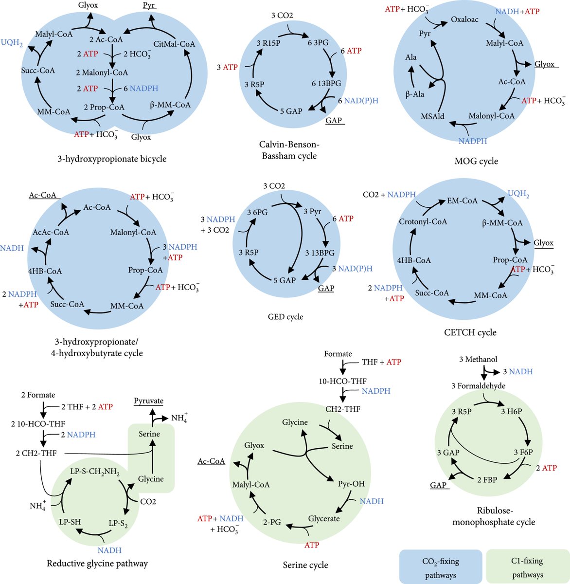 BioDesignR's tweet photo. 🌱 Exploring new-to-nature CO2-fixing pathways vs. natural CBB cycle: Computational analysis finds promising alternatives like reductive citramalyl-CoA cycle. Yet, CBB's activity still impressive. Future potential in Biotech & Synthetic Biology. 🧬🔬 #SynBio #CarbonFixation 🍃🔍
Details: https://t.co/T7jfhumkRm