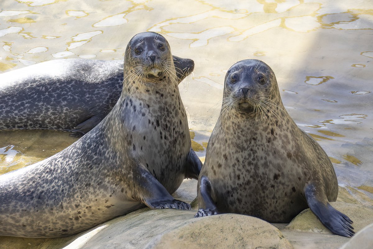 Happy National Seal Day to our colleagues at the <a href="/Seal_Sanctuary/">CornishSealSanctuary</a>  🦭

Today, they're raising vital funds to build new pools at their site in Cornwall with the Fund Our Future Silent Auction (just one day to go!). Check out the amazing prizes here 👉 bit.ly/3DJltq5