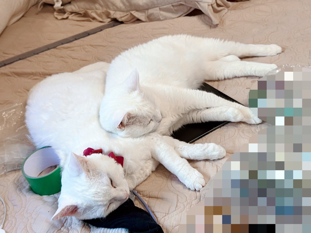 MillnaCat's tweet photo. リモート会議の待機中、ふと横を見るとうちの猫がまたこれになっていた。愛し合いすぎている。しかし、私が死ねばこんなになかよちの姉妹も離れ離れかもしれない、と思うと…
この猫たちを死ぬまで一緒にすることがワイの生きる意味やな https://t.co/9Jk0FydHnB