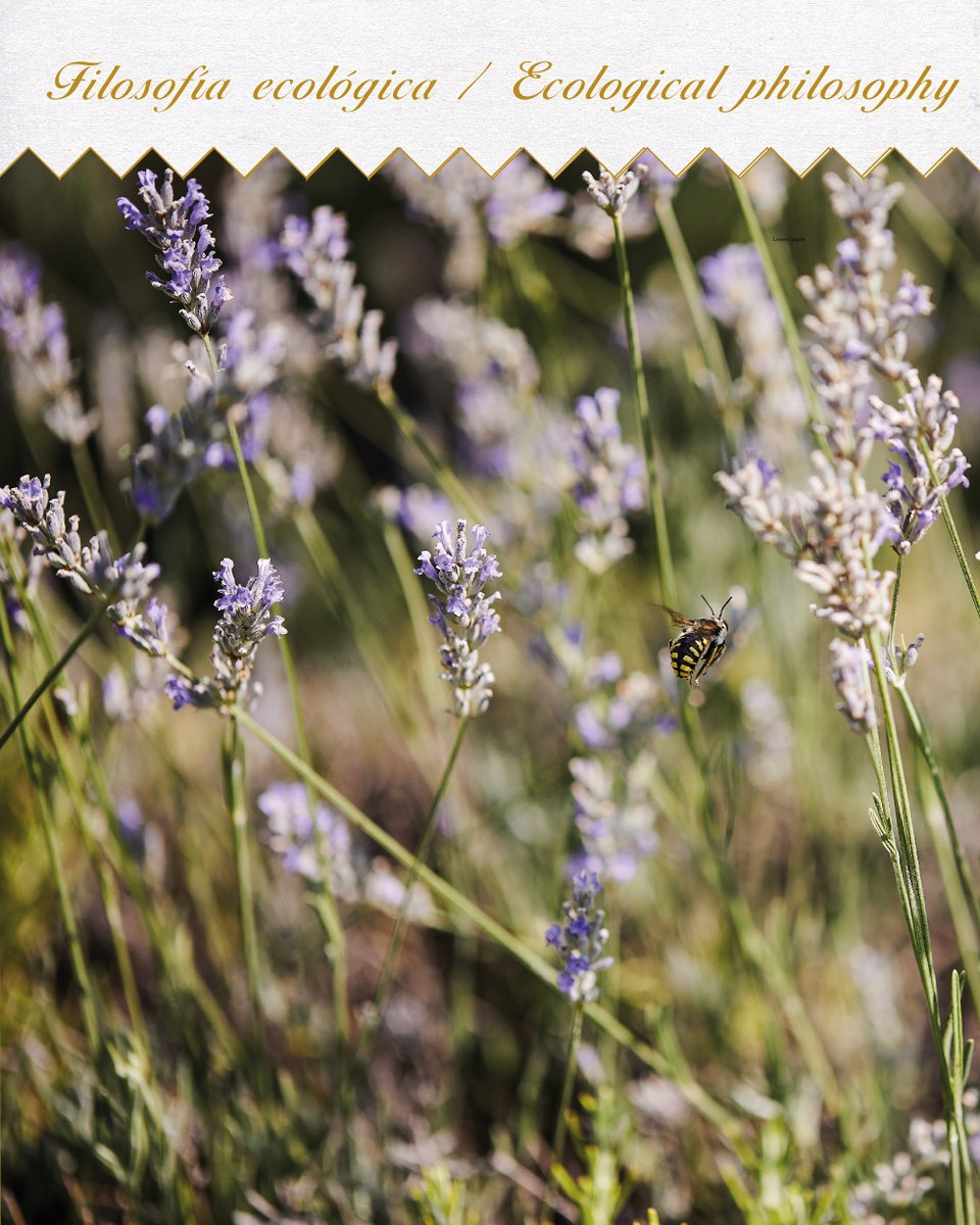 BodegasMenade's tweet photo. Bees are great pollinators and very positive and effective for some growings.
Bees help to improve the ecosystem surrounding the vineyard, making it full of flowers and aromatic plants.
Biodiversity and ecology always go together.
#BodegasMenade #madebynature #organicfarming https://t.co/1PFqsa6tzq