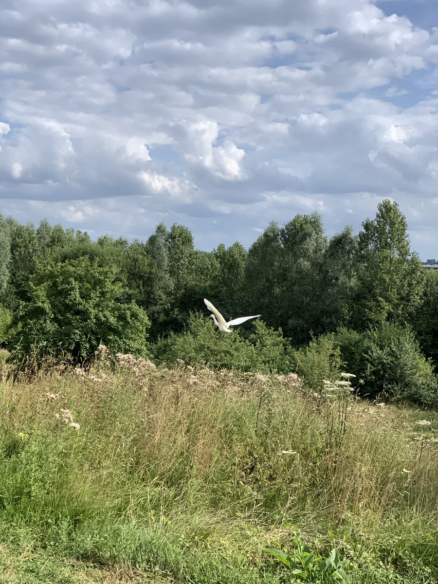 WerendB's tweet photo. Voor het eerst een kleine zilverreiger op bezoek, een gehavende moerrassprinkhaan,  muskusboktor en houtpantserjuffer. En nog veel ander moois in de verwilderde tuin en weide (volgens een buur 'vuiligheid' .. ;-) https://t.co/l2UmgAuEbQ