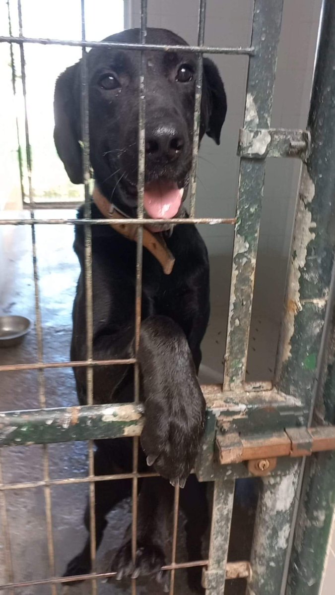 Gastón tendrá unos 5 años, es labrador o más bien cruce porque nadie lo ha sacado de allí y lleva meses 😢 
Mira el animalito como si pudiera cambiar el por qué nadie le quiere 😢 💔
Perrera de Jerez
652 22 11 78
699 73 13 30
😭 🆘 📢 📢 📢 📢 📢 📢