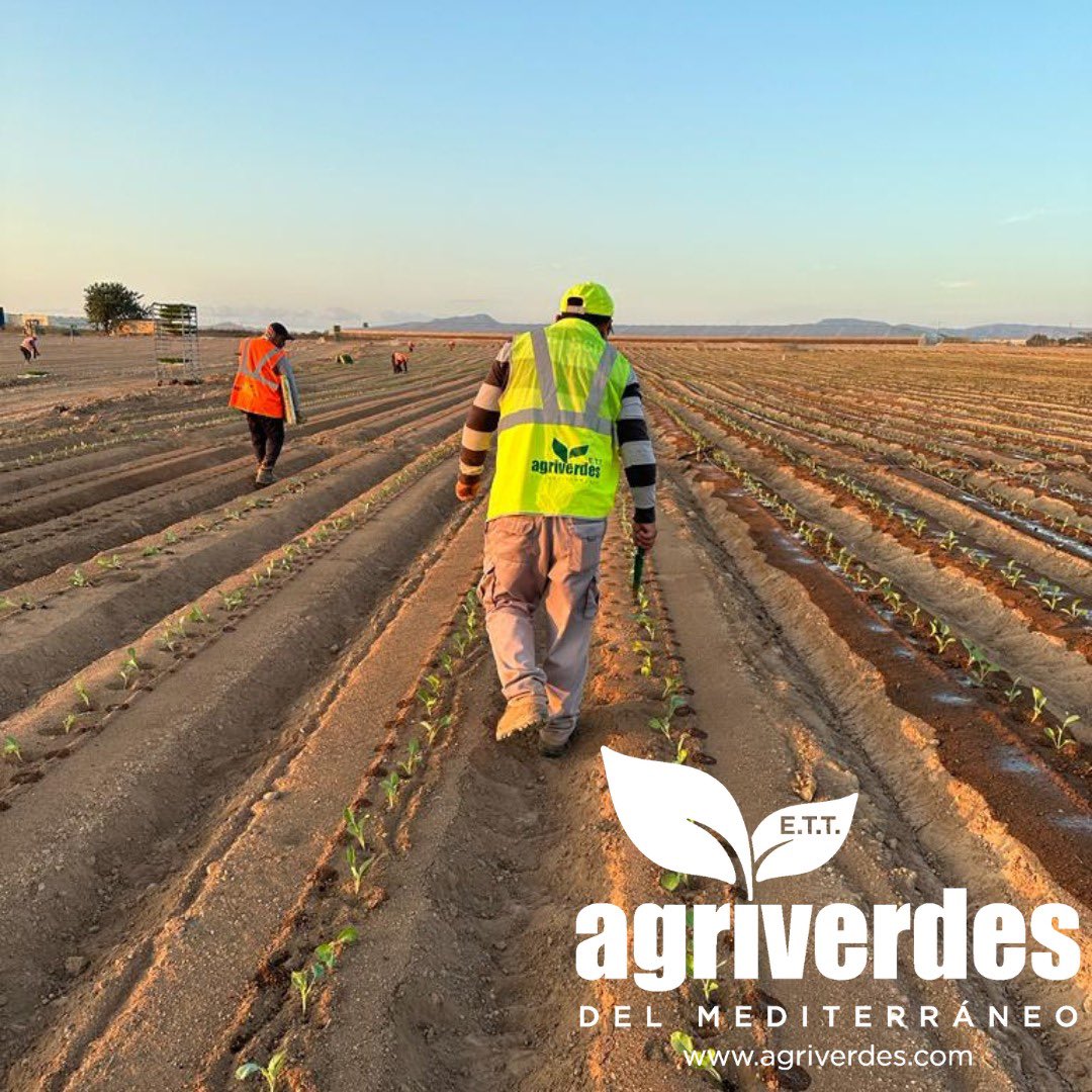 agriverdes's tweet photo. Buenos dias, continuamos sumando nuestro compromiso del trabajo bien hecho, seguimos realizando plantaciones de #brócoli  y #apio  en el campo de Cartagena. #agricultura  #campo  #plantaciones #empleo #trabajo https://t.co/Dxvd9n7I2l