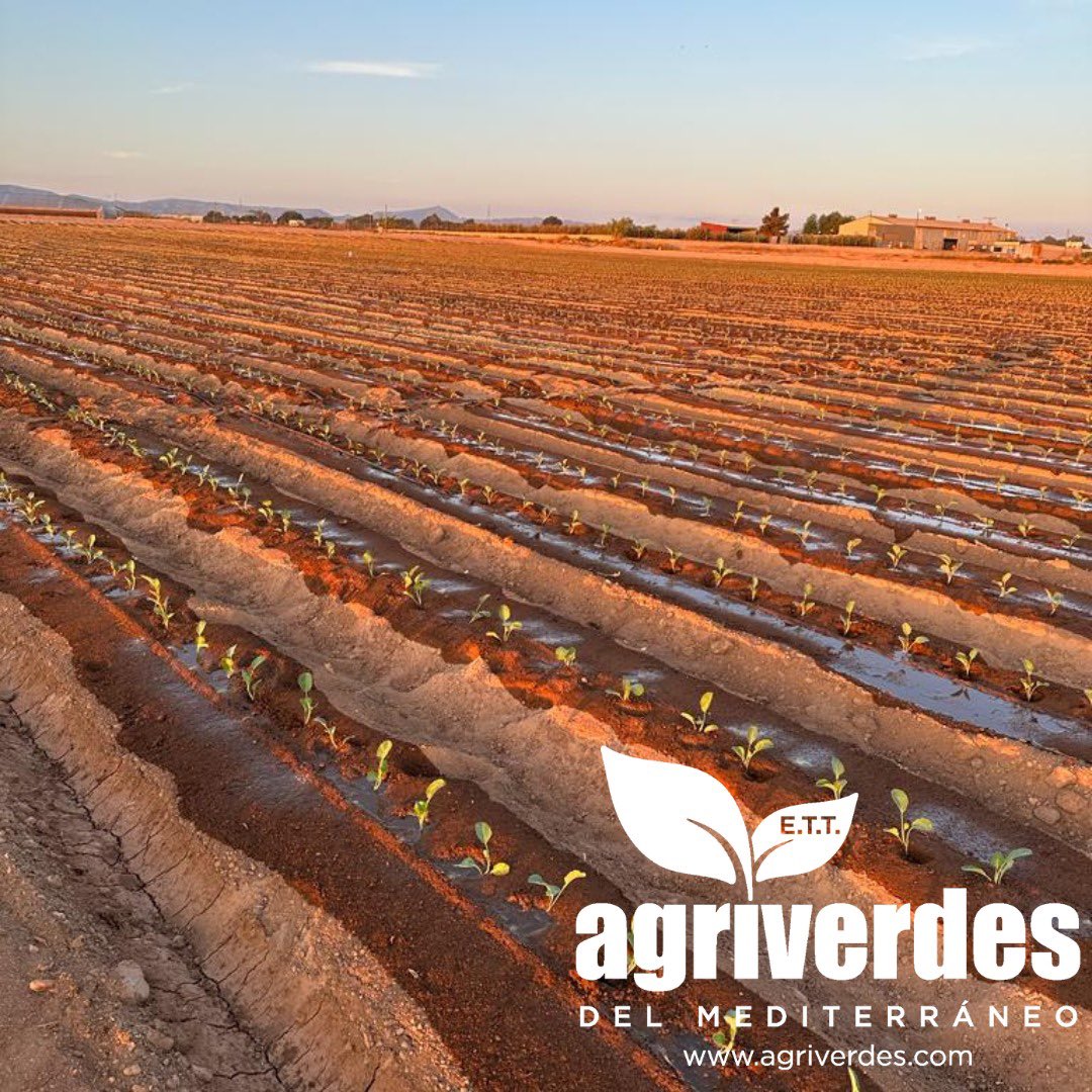agriverdes's tweet photo. Buenos dias, continuamos sumando nuestro compromiso del trabajo bien hecho, seguimos realizando plantaciones de #brócoli  y #apio  en el campo de Cartagena. #agricultura  #campo  #plantaciones #empleo #trabajo https://t.co/Dxvd9n7I2l