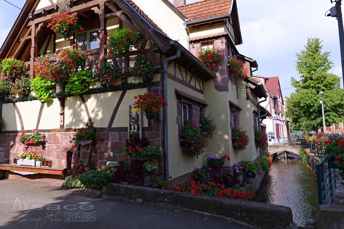 geozine_'s tweet photo. Scherwiller au coeur de la Route des Vins qui serpente sur près de 170km le vignoble millénaire d’Alsace
#scherwiller #alsce #alsacedestinationtourisme #routedesvins #visitfrance #architecturelovers #village #selestat #visitalsace #patrimoine #alsacetourisme #georgesmiha #geozine https://t.co/XRNDEOrsaw