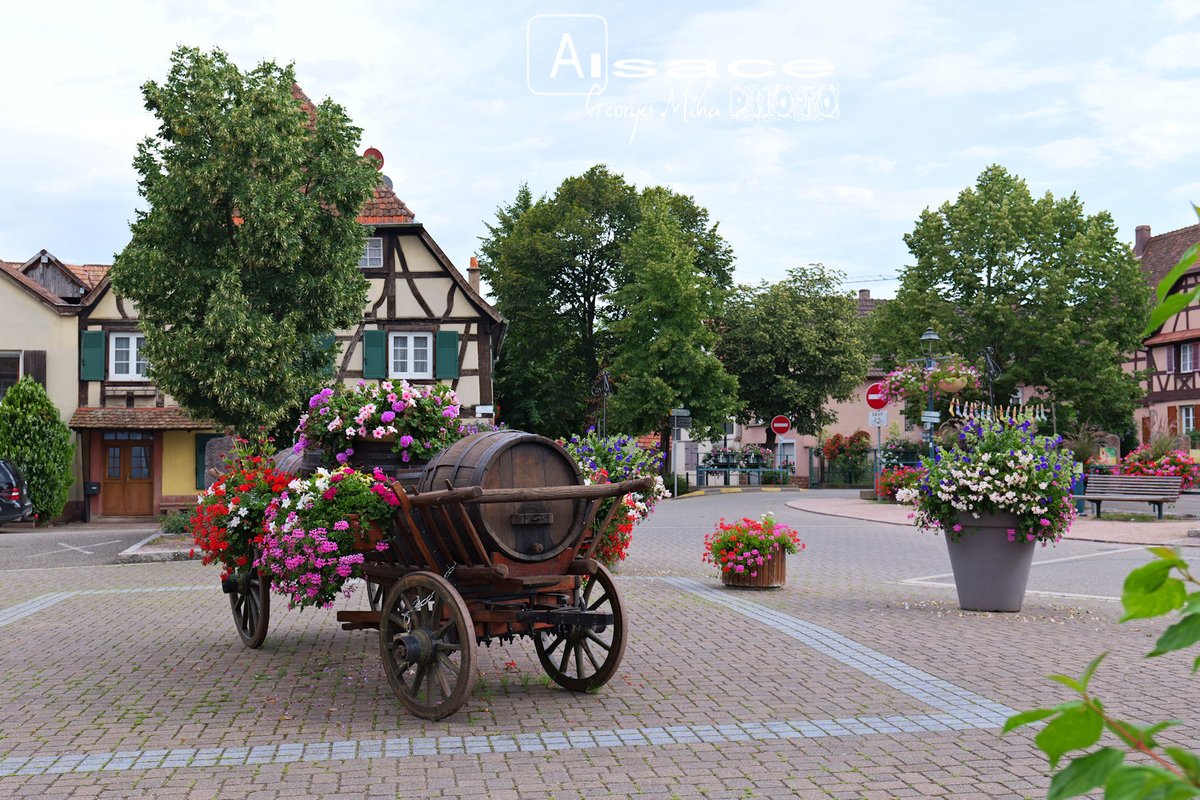 geozine_'s tweet photo. Scherwiller au coeur de la Route des Vins qui serpente sur près de 170km le vignoble millénaire d’Alsace
#scherwiller #alsce #alsacedestinationtourisme #routedesvins #visitfrance #architecturelovers #village #selestat #visitalsace #patrimoine #alsacetourisme #georgesmiha #geozine https://t.co/XRNDEOrsaw
