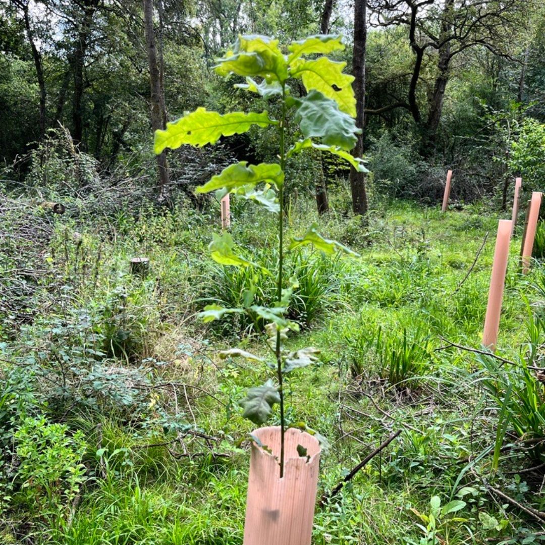 TheParksTrust's tweet photo. In 2020, we asked the public to help us grow trees for MK's woodlands 🌳

To date, this project has resulted in 950 oak trees being planted. These trees are now thriving in their forever home, as shown in the photo 📷

Read more ➡️ https://t.co/jlUH0t8xVs https://t.co/gL9YEoD52g