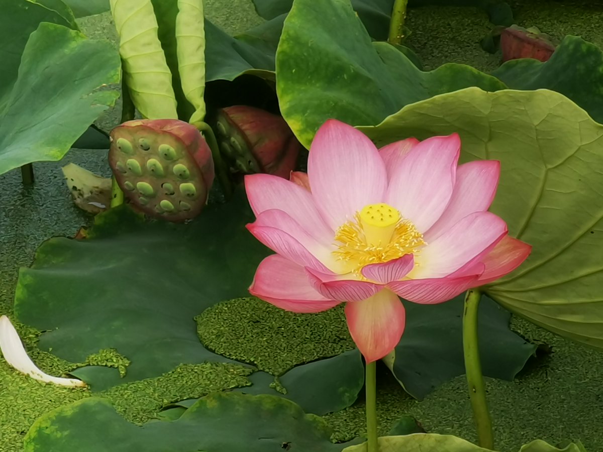 ZhengheHometown's tweet photo. After the beginning of #autumn, the #lotus and #sunflowers in the Xiaoyucun of #Jinning District are blooming. The two seas of flowers are closely adjacent to each other. This poetic and picturesque scene attracts many tourists to come here and take pictures. #有一种叫云南的生活 https://t.co/ecDjfnEfLU
