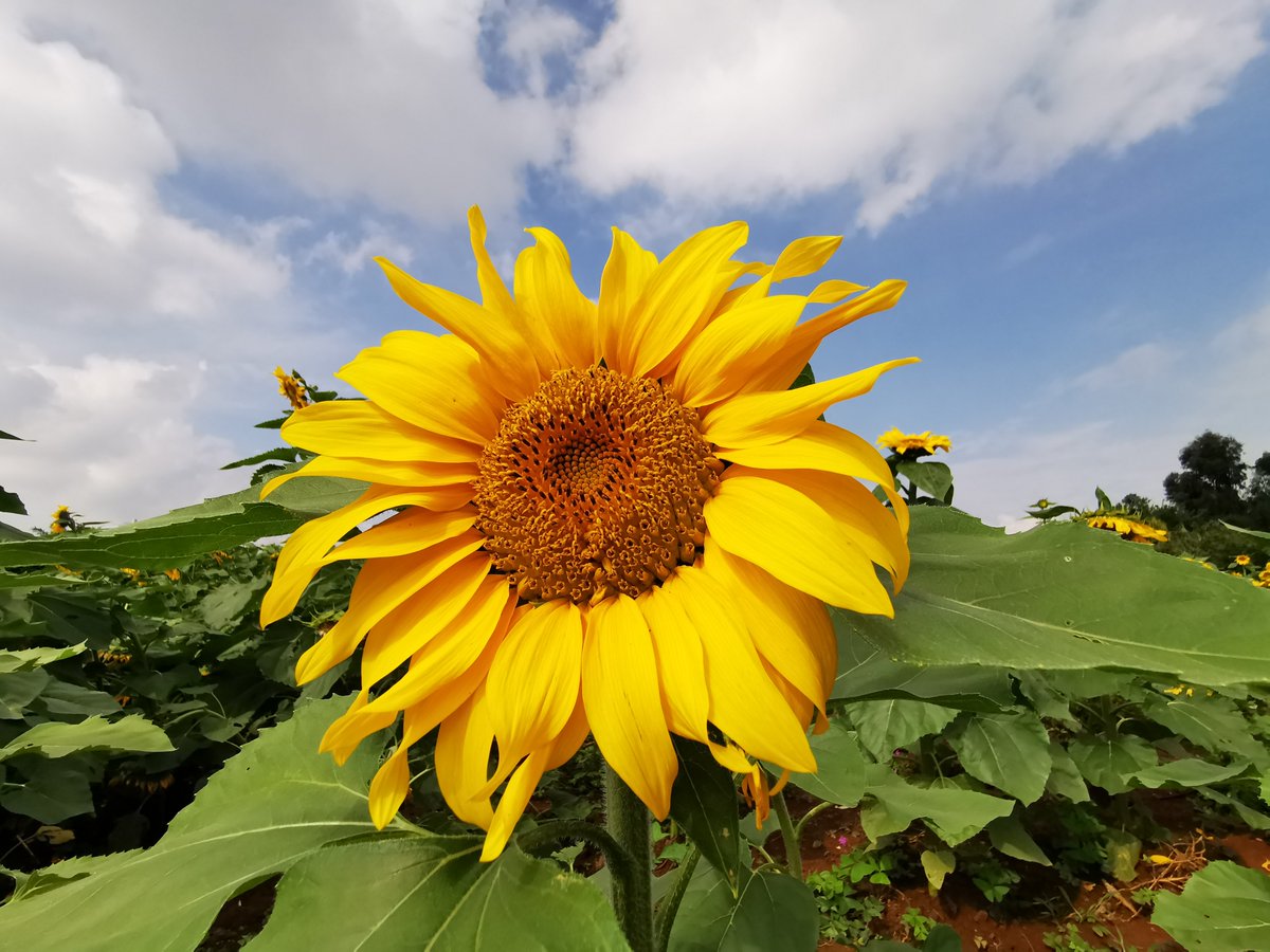 ZhengheHometown's tweet photo. After the beginning of #autumn, the #lotus and #sunflowers in the Xiaoyucun of #Jinning District are blooming. The two seas of flowers are closely adjacent to each other. This poetic and picturesque scene attracts many tourists to come here and take pictures. #有一种叫云南的生活 https://t.co/ecDjfnEfLU