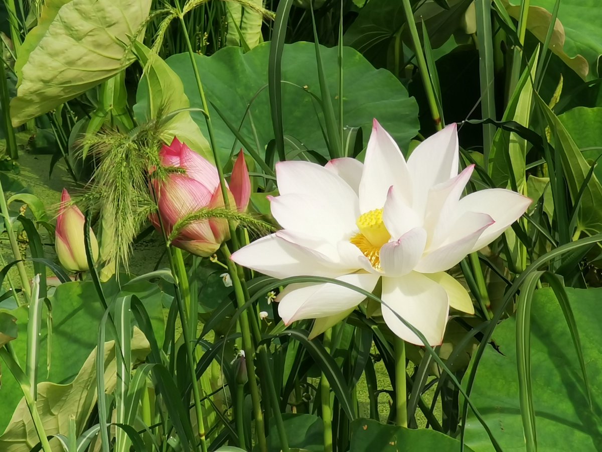 ZhengheHometown's tweet photo. After the beginning of #autumn, the #lotus and #sunflowers in the Xiaoyucun of #Jinning District are blooming. The two seas of flowers are closely adjacent to each other. This poetic and picturesque scene attracts many tourists to come here and take pictures. #有一种叫云南的生活 https://t.co/ecDjfnEfLU