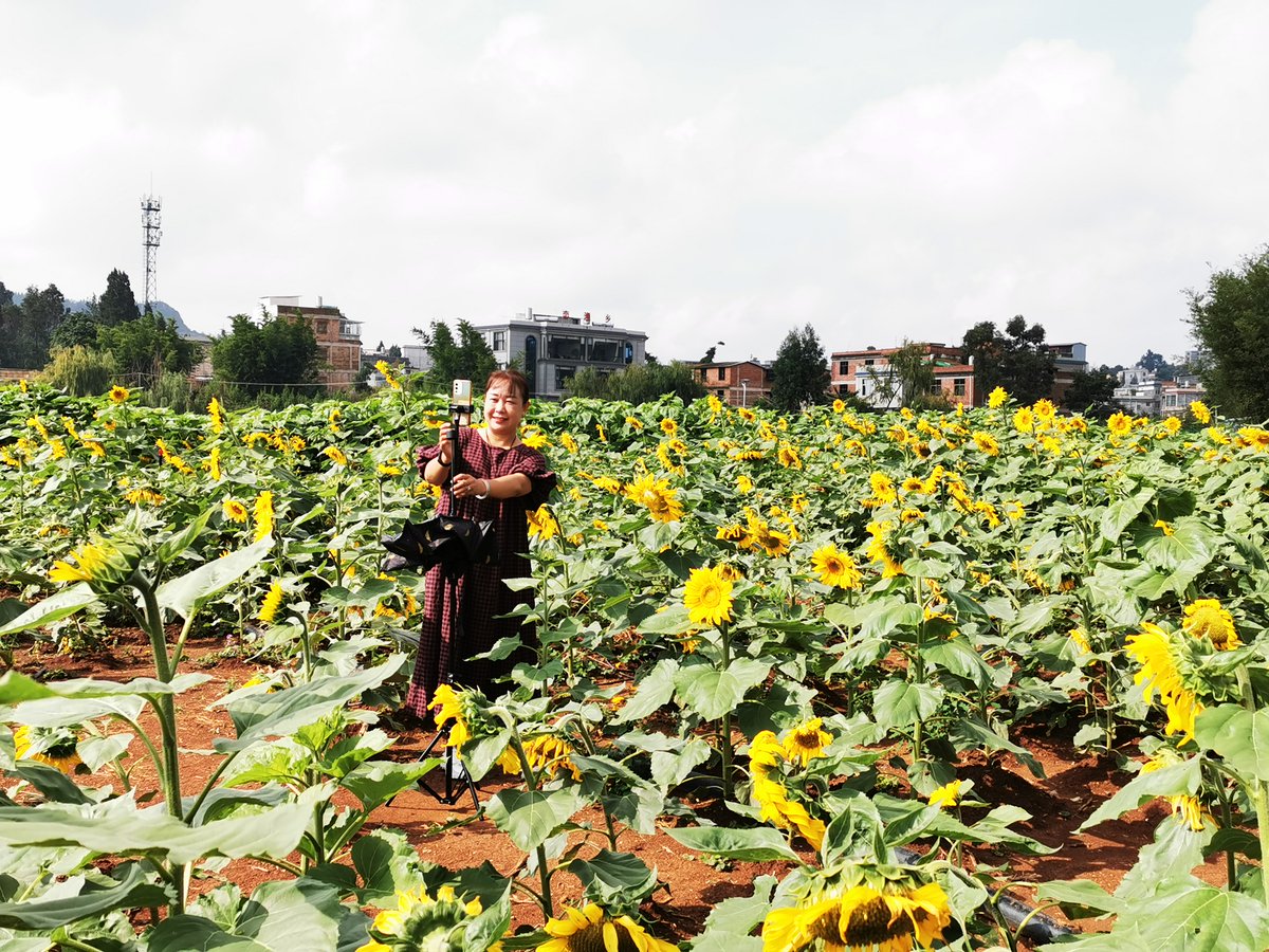 ZhengheHometown's tweet photo. After the beginning of #autumn, the #lotus and #sunflowers in the Xiaoyucun of #Jinning District are blooming. The two seas of flowers are closely adjacent to each other. This poetic and picturesque scene attracts many tourists to come here and take pictures. #有一种叫云南的生活 https://t.co/ecDjfnEfLU