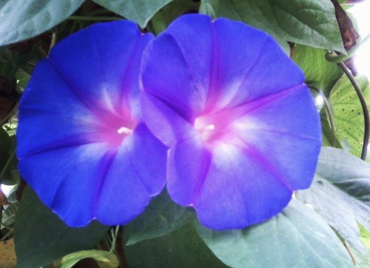 dthta57's tweet photo. #fotochallenge #saffier #septemberweek @LisetteOpTexel 
Grappig, kan deze ook voor jouw challenge gebruiken, leuk begin💙 https://t.co/jnFCvtI1PA