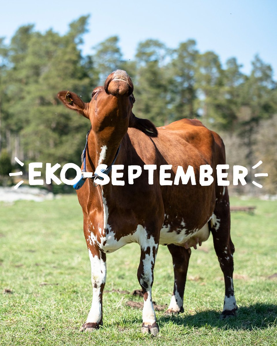 Nu drar EKO-september igång för 5:e året i rad! EKO-september är en återkommande kampanj, med fokus på att lyfta vinsterna med att välja eko och KRAV-märkt. Bakom kampanjen står <a href="/OrganicSweden/">Organic Sweden</a> <a href="/Ekolantbrukarna/">Ekolantbrukarna</a> <a href="/SvKonsumenter/">Sveriges Konsumenter</a> och KRAV. Läs mer om kampanjen: krav.se/ekoseptember