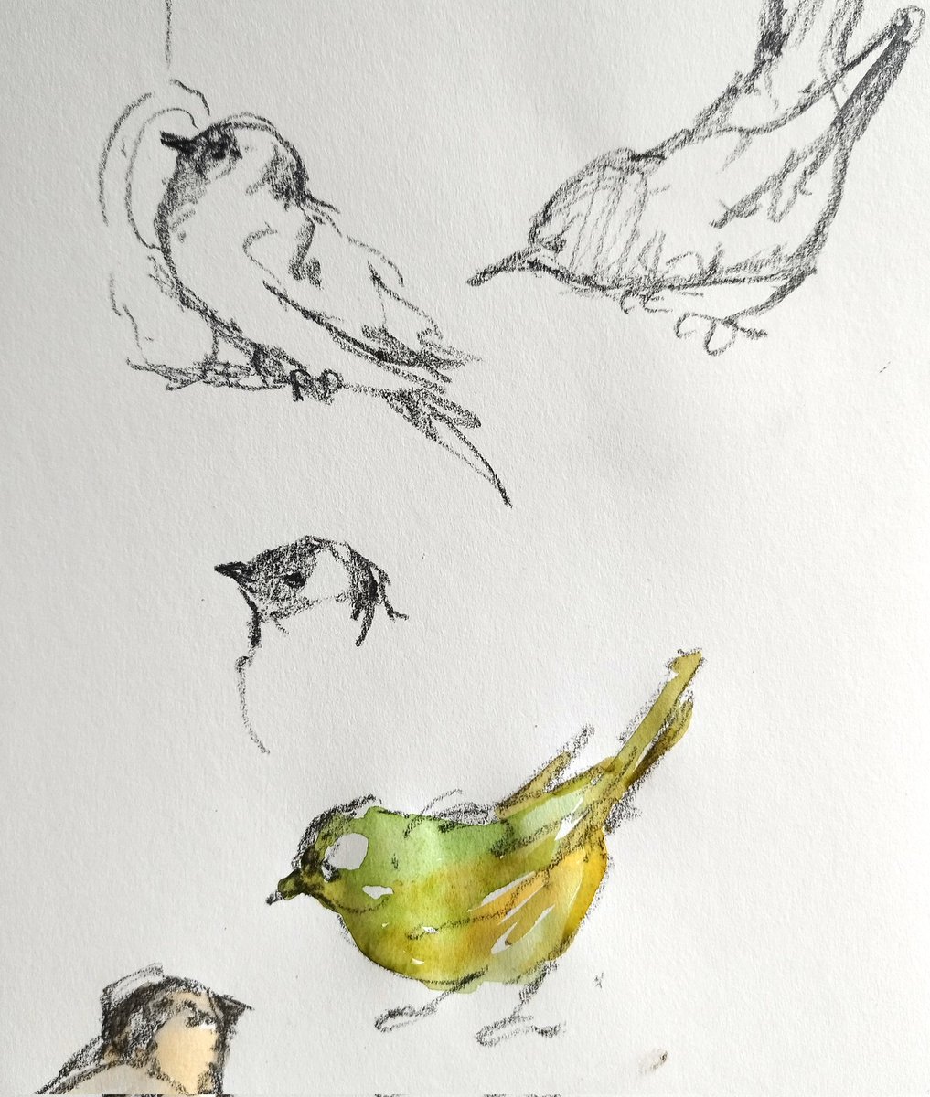 itsnotaboutwork's tweet photo. having a go at sketching birds live in the garden...have to be quick as they don't stay still for long.. https://t.co/4TQcC41PKo
