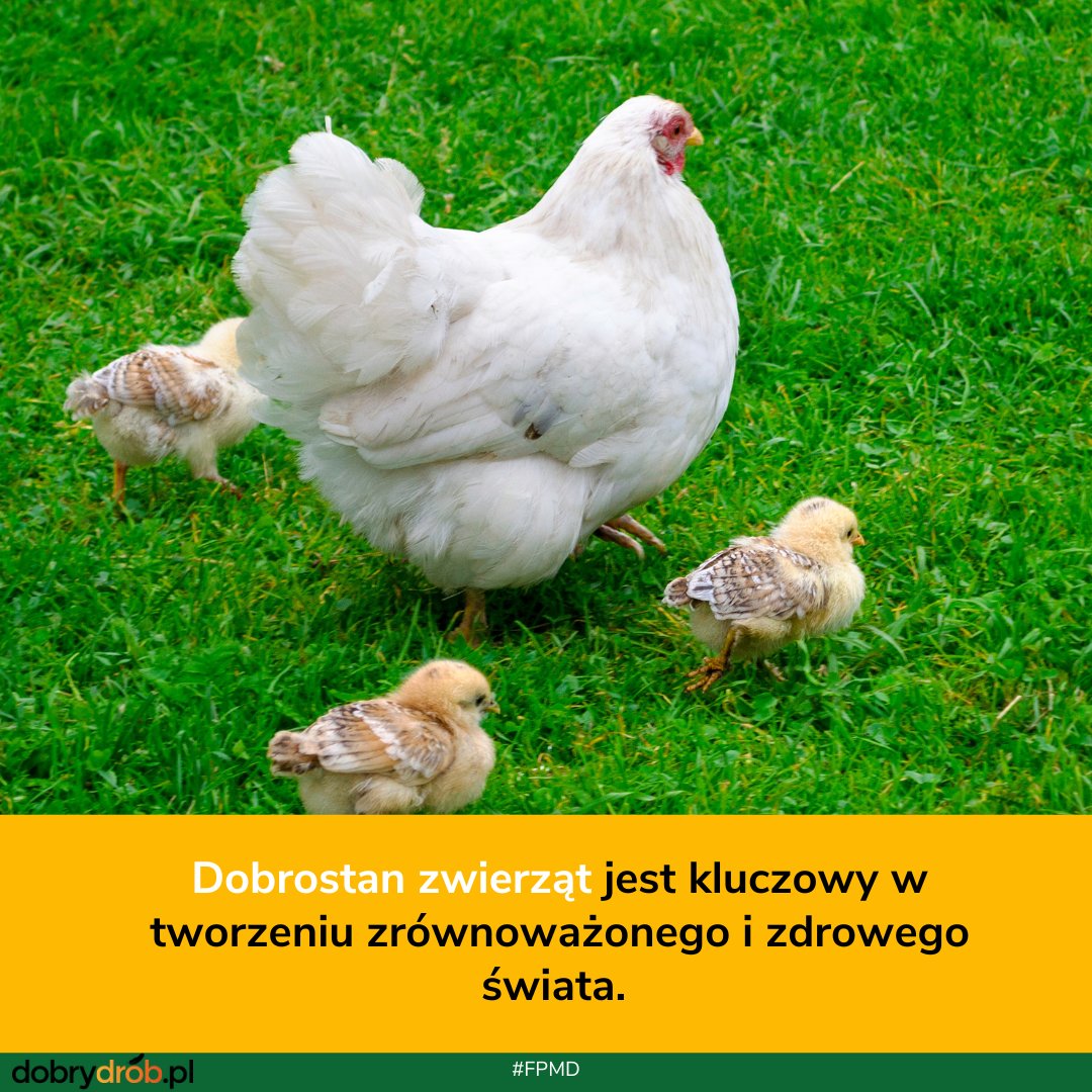 dobry_drob's tweet photo. #DobrostanZwierząt #FPMD @animalhealthEU  https://t.co/28pP806fqH https://t.co/n6vpAQqT71
