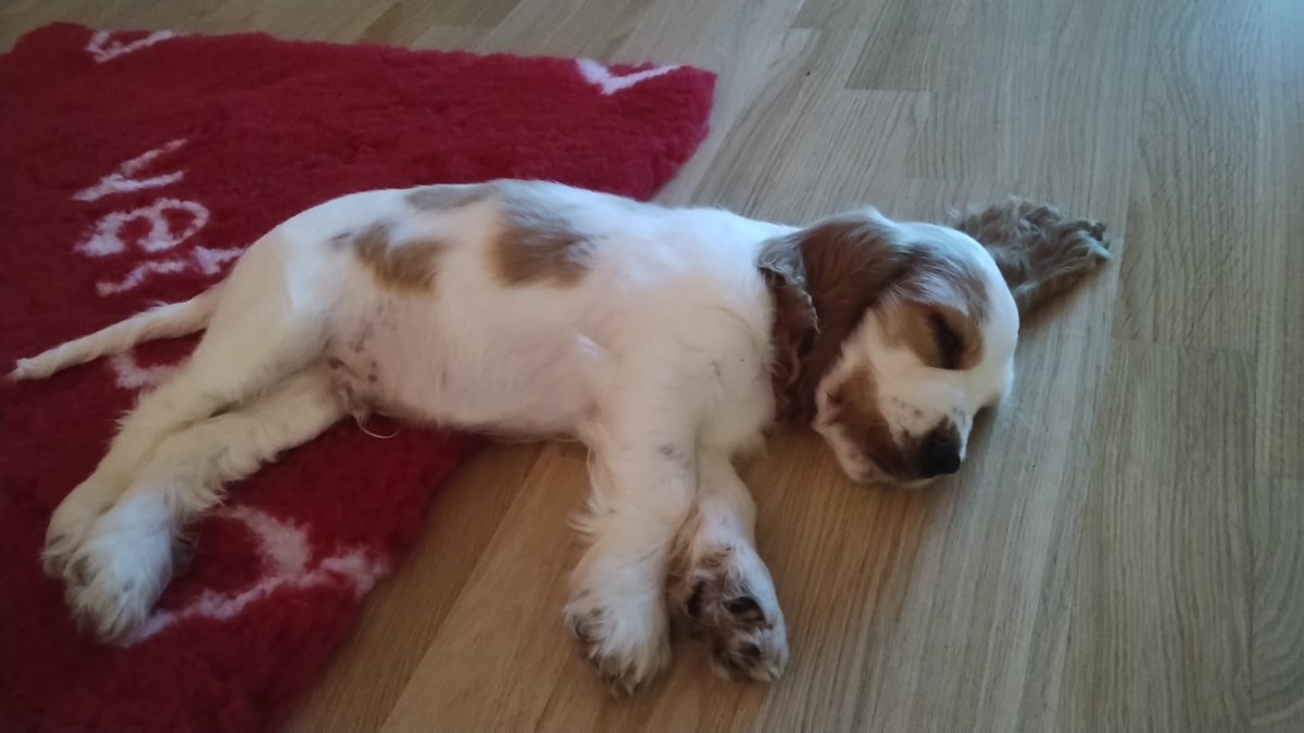 CAMARDELLAGio's tweet photo. C'è un nuovo arrivato in casa 
#dunis #cocker #spaniel https://t.co/DV6f9eBtnP