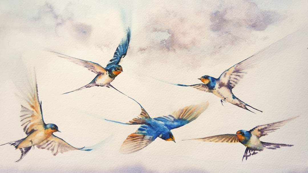 Swallows fly high 

#watercolour #watercolourpainting #birds #birdsoftwitter #wildlife #signsofsummer ☀️#Britishbirds #swallows #flight #movement #inspiration #birds #wildlife #wildlifeartist #painting #artist #paint #art