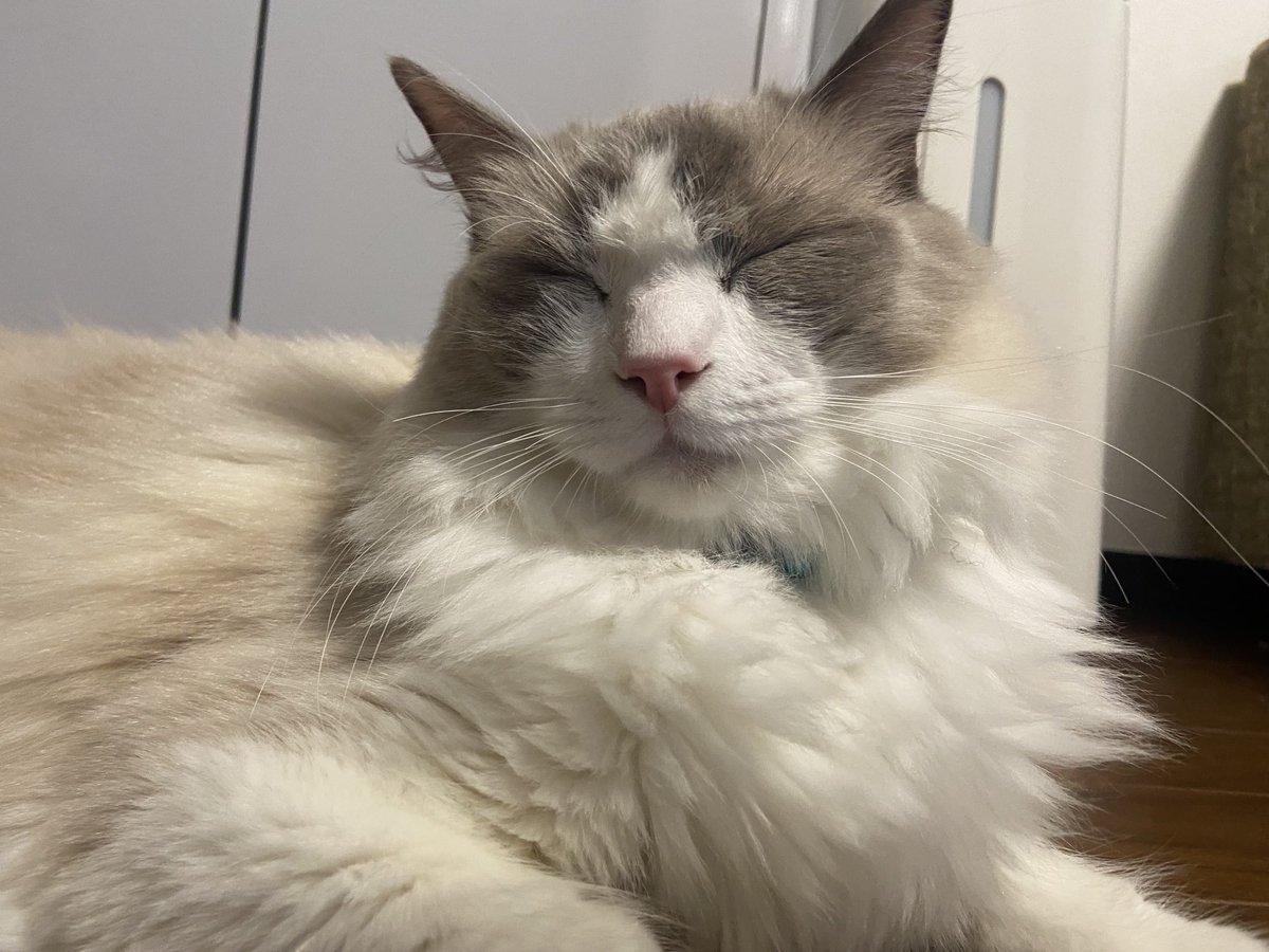 ぽんちゃんのハチワレの白いところ、
逆に撫でたのは誰にゃ！！！