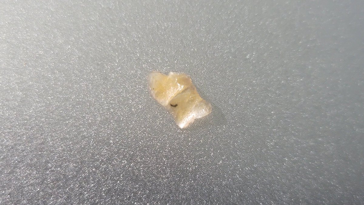 Donatello tweet media