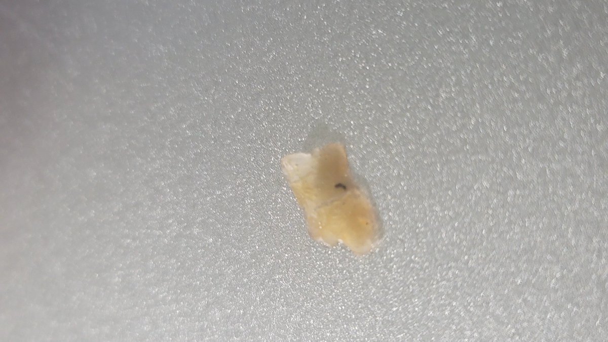 Donatello tweet media