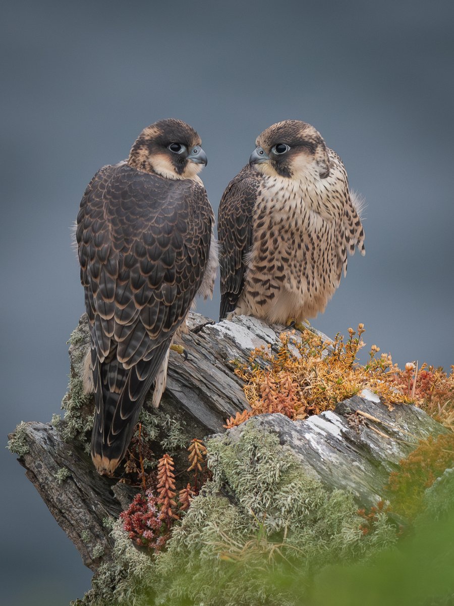 Juvenile Peregrine Falcons, 2023, Isle of Man